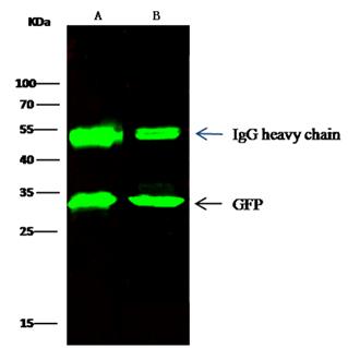 GFP Tag Antibody - Anti-GFP Tag was immunoprecipitated using: Lane A: GFP transfected E.coli cell lysate (0.5mg). Lane B: GFP transfected 293 cell lysate (0.5mg). Anti-GFP Tag mouse monoclonal antibody at 1/500-1/2000 dilution and 60ug of Immunomagnetic beads Protein G. Primary antibody: Anti-GFP Tag rabbit monoclonal antibody, at 1/1000-1/5000 dilution. Secondary: Goat Anti-Mouse IgG H&L (Dylight800) at 1/10000 dilution. Developed using the Odyssey technique. Performed under reducing conditions.