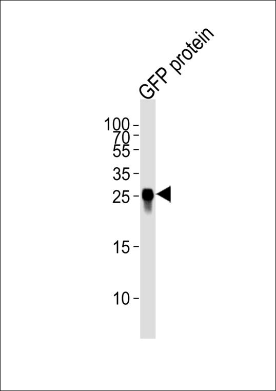 GFP Tag Antibody - Western blot of lysate from GFP protein, using GFP Tag Antibody. Antibody was diluted at 1:4000. A goat anti-mouse IgG H&L (HRP) at 1:10000 dilution was used as the secondary antibody. Lysate at 35ug.