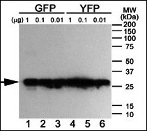 GFP Tag Antibody - Western blot of anti-GFP antibody using purified GFP, YFP and BFP proteins expressed in bacteria: Both GFP (Lanes 1-3) and YFP (Lanes 4-6) but not BFP (data not shown) were detected using the purified antibody.
