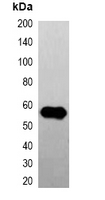 GFP Tag Antibody - Western blot analysis of over-expressed GFP-tagged protein in 293T cell lysate.