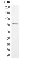 GFP Tag Antibody - Immunoprecipitation of GFP-tagged protein from HEK293T cells transfected with vector overexpressing GFP tag; using Anti-GFP-tag Antibody.