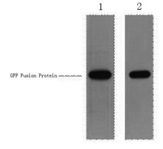 GFP Tag Antibody - Western Blot analysis of 1ug GFP fusion protein using GFP-Tag Polyclonal Antibody at dilution of 1) 1:5000 2) 1:1000.