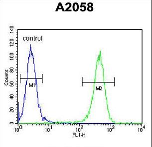 GFPT2 Antibody - GFPT2 Antibody flow cytometry of A2058 cells (right histogram) compared to a negative control cell (left histogram). FITC-conjugated goat-anti-rabbit secondary antibodies were used for the analysis.
