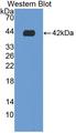 GFRA1 / GFR Alpha Antibody - Western blot of GFRA1 / GFR Alpha antibody.