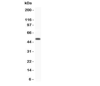 GFRA1 / GFR Alpha Antibody - Western blot testing of GFRA1 antibody and human placenta lysate. Predicted/observed size ~50KD