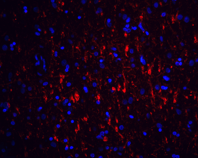 GFRA1 / GFR Alpha Antibody - Immunofluorescence of GFR alpha 1 in human brain tissue with GFR alpha 1 antibody at 20 ug/mL.  Red: GFR alpha 1 Antibody  Blue: DAPI staining