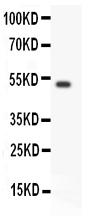 GFRA1 / GFR Alpha Antibody - anti-GFRA1 antibody Western blotting All lanes: Anti GFRA1 at 0.5ug/mlWB: Human Placenta Tissue Lysate at 50ugPredicted bind size: 51KD Observed bind size: 51KD