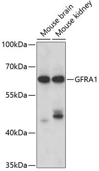 GFRA1 / GFR Alpha Antibody - Western blot analysis of extracts of various cell lines using GFRA1 Polyclonal Antibody at dilution of 1:1000.