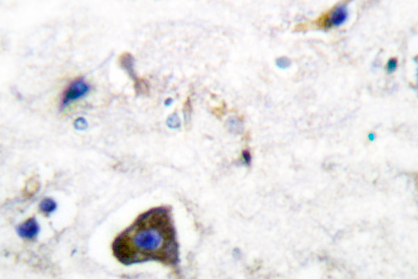 GFRA1 / GFR Alpha Antibody - IHC of GFR -1 (K90) pAb in paraffin-embedded human brain tissue.