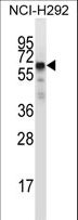 GFRA2 Antibody - GFRA2 Antibody western blot of NCI-H292 cell line lysates (35 ug/lane). The GFRA2 antibody detected the GFRA2 protein (arrow).