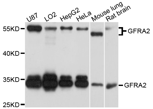 GFRA2 Antibody - Western blot analysis of extract of various cells.