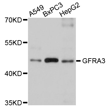 GFRA3 Antibody - Western blot analysis of extracts of various cell lines.