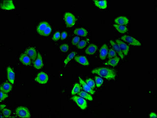 GFRA3 Antibody - Immunofluorescent analysis of PC3 cells using GFRA3 Antibody at a dilution of 1:100 and Alexa Fluor 488-congugated AffiniPure Goat Anti-Rabbit IgG(H+L)