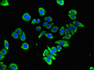 GFRA3 Antibody - Immunofluorescent analysis of PC-3 cells using GFRA3 Antibody at dilution of 1:100 and Alexa Fluor 488-congugated AffiniPure Goat Anti-Rabbit IgG(H+L)