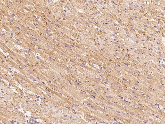 GFRA3 Antibody - Immunochemical staining GFRA3 in rat heart with rabbit polyclonal antibody at 1:500 dilution, formalin-fixed paraffin embedded sections.