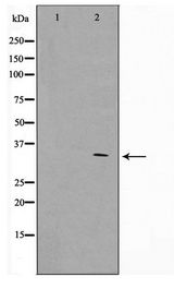 GFRA4 Antibody - Western blot of HeLa cell lysate using GFRA4 Antibody