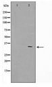 GFRA4 Antibody - Western blot of HeLa cell lysate using GFRA4 Antibody