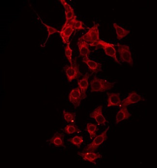 GFRA4 Antibody - Staining HeLa cells by IF/ICC. The samples were fixed with PFA and permeabilized in 0.1% Triton X-100, then blocked in 10% serum for 45 min at 25°C. The primary antibody was diluted at 1:200 and incubated with the sample for 1 hour at 37°C. An Alexa Fluor 594 conjugated goat anti-rabbit IgG (H+L) Ab, diluted at 1/600, was used as the secondary antibody.