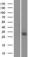 GFRA4 Protein - Western validation with an anti-DDK antibody * L: Control HEK293 lysate R: Over-expression lysate