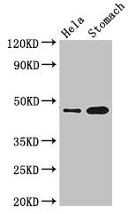 GFRAL Antibody - Western Blot Positive WB detected in: Hela whole cell lysate, Mouse stomach tissue All lanes: GFRAL antibody at 3.5µg/ml Secondary Goat polyclonal to rabbit IgG at 1/50000 dilution Predicted band size: 45 kDa Observed band size: 45 kDa