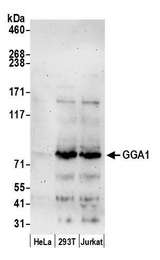 GGA1 Antibody - Detection of human GGA1 by western blot. Samples: Whole cell lysate (50 µg) from HeLa, HEK293T, and Jurkat cells prepared using NETN lysis buffer. Antibody: Affinity purified rabbit anti-GGA1 antibody used for WB at 0.1 µg/ml. Detection: Chemiluminescence with an exposure time of 3 minutes.