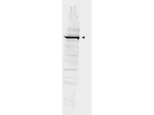 GGA1 Antibody - Anti-GGA1 Antibody - Western Blot. Western blot of Affinity Purified anti-GGA1 antibody shows detection of bands at ~100 kD corresponding to YFP-GGA1 fusion present in a lysate of HEK293 cells over- expressing the recombinant protein (arrowhead). Approximately 35 ug of lysate was separated on a 4-20% gel by SDS-PAGE and transferred onto nitrocellulose. After blocking the membrane was probed with the primary antibody diluted to 1:1350. Reaction occurred overnight at 4? followed by washes and reaction with a 1:10000 dilution of IRDye800 conjugated Rb-a-Goat IgG [H&L] MXHu ( for 45 min at room temperature. IRDye800 fluorescence image was captured using the Odyssey Infrared Imaging System developed by LI-COR. IRDye is a trademark of LI-COR, Inc. Other detection systems will yield similar results.