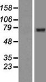 GGA2 Protein - Western validation with an anti-DDK antibody * L: Control HEK293 lysate R: Over-expression lysate