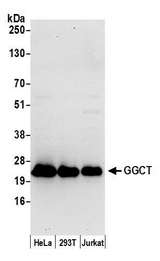 GGCT Antibody - Detection of human GGCT by western blot. Samples: Nuclear extract (50 µg) from HeLa, HEK293T, and Jurkat cells prepared using NETN lysis buffer. Antibody: Affinity purified rabbit anti-GGCT antibody used for WB at 0.4 µg/ml. Detection: Chemiluminescence with an exposure time of 30 seconds.