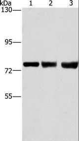 GGCX Antibody - Western blot analysis of MCF7, HeLa and 293T cell, using GGCX Polyclonal Antibody at dilution of 1:400.