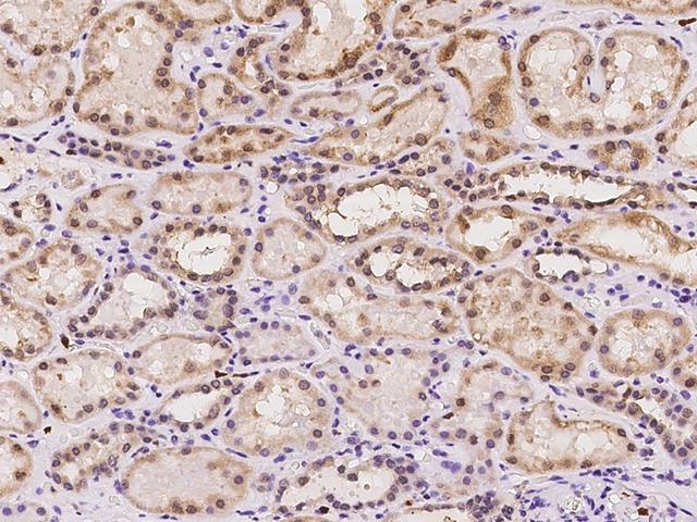 GGCX Antibody - Immunochemical staining of human GGCX in human kidney with rabbit polyclonal antibody at 1:100 dilution, formalin-fixed paraffin embedded sections.
