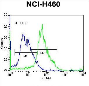 GGH / Gamma-Glutamyl Hydrolase Antibody - GGH Antibody flow cytometry of NCI-H460 cells (right histogram) compared to a negative control cell (left histogram). FITC-conjugated donkey-anti-rabbit secondary antibodies were used for the analysis.