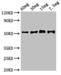 GGH / Gamma-Glutamyl Hydrolase Antibody - Western Blot Positive WB detected in Recombinant protein All lanes: Gamma-glutamy antibody at 2.7µg/ml Secondary Goat polyclonal to rabbit IgG at 1/50000 dilution predicted band size: 52 kDa observed band size: 52 kDa