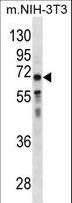 GGT1 / GGT Antibody - GGT1 Antibody western blot of mouse NIH-3T3 cell line lysates (35 ug/lane). The GGT1 antibody detected the GGT1 protein (arrow).