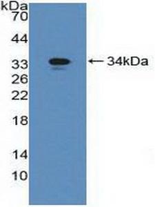 GGT1 / GGT Antibody - Western Blot; Sample: Recombinant gGT1, Mouse.