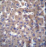 GGT2 Antibody - GGT2 Antibody immunohistochemistry of formalin-fixed and paraffin-embedded human liver tissue followed by peroxidase-conjugated secondary antibody and DAB staining.