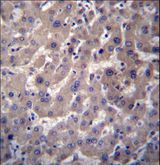 GGT7 Antibody - GGT7 Antibody immunohistochemistry of formalin-fixed and paraffin-embedded human liver tissue followed by peroxidase-conjugated secondary antibody and DAB staining.