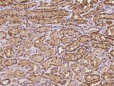 GGT7 Antibody - Immunochemical staining of human GGT7 in human kidney with rabbit polyclonal antibody at 1:100 dilution, formalin-fixed paraffin embedded sections.