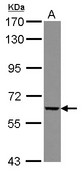 GGTLA1 / GGT5 Antibody - Sample (30 ug of whole cell lysate) A: 293T 7.5% SDS PAGE GGT5 / GGTLA1 antibody diluted at 1:5000