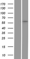 GGTLA1 / GGT5 Protein - Western validation with an anti-DDK antibody * L: Control HEK293 lysate R: Over-expression lysate