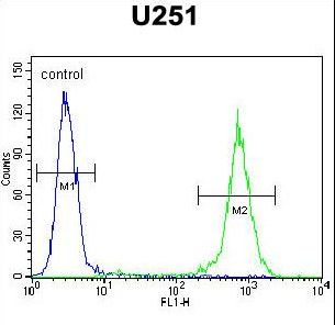 GGTLC2 Antibody - GGTLC2 Antibody flow cytometry of U251 cells (right histogram) compared to a negative control cell (left histogram). FITC-conjugated goat-anti-rabbit secondary antibodies were used for the analysis.