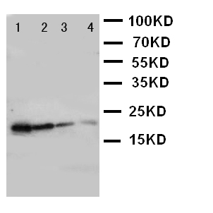 GH / Growth Hormone Antibody - WB of GH / Growth Hormone antibody. Lane 1: Recombinant Mouse GH Protein 10ng. Lane 2: Recombinant Mouse GH Protein 5ng. Lane 3: Recombinant Mouse GH Protein 2.5ng. Lane 4: Recombinant Mouse GH Protein 1.25ng..