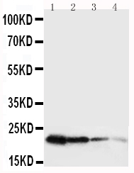 GH / Growth Hormone Antibody - Anti-mouse Growth Hormone antibody, Western blotting Lane 1: Recombinant Mouse GH Protein 10ng Lane 2: Recombinant Mouse GH Protein 5ng Lane 3: Recombinant Mouse GH Protein 2