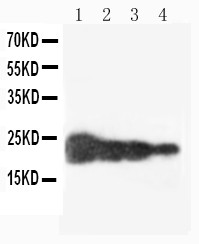 GH / Growth Hormone Antibody - WB of GH / Growth Hormone antibody. Lane 1: Recombinant Human GH Protein 10ng. Lane 2: Recombinant Human GH Protein 5ng. Lane 3: Recombinant Human GH Protein 2.5ng. Lane 4: Recombinant Human GH Protein 1.25ng..