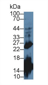 GH / Growth Hormone Antibody - Western Blot; Sample: Mouse Cerebrum lysate; Primary Ab: 2µg/mL Rabbit Anti-Mouse GH Antibody Second Ab: 0.2µg/mL HRP-Linked Caprine Anti-Rabbit IgG Polyclonal Antibody