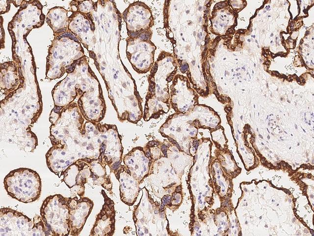 GH / Growth Hormone Antibody - Immunochemical staining of human Growth Hormone in human placenta with rabbit monoclonal antibody at 1:1000 dilution, formalin-fixed paraffin embedded sections.