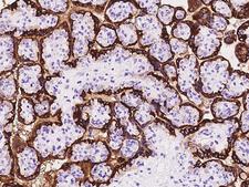 GH / Growth Hormone Antibody - Immunochemical staining of human GH1 in human placenta with mouse monoclonal antibody at 1:60 dilution, formalin-fixed paraffin embedded sections.