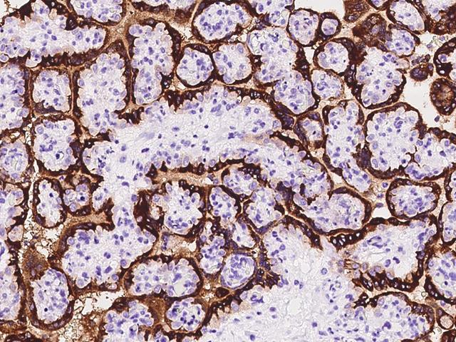 GH / Growth Hormone Antibody - Immunochemical staining of human GH1 in human placenta with mouse monoclonal antibody at 1:60 dilution, formalin-fixed paraffin embedded sections.