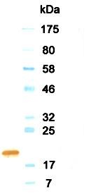 GH / Growth Hormone Antibody - Western Blot of Human Growth Hormone antibody (HRP). This image was taken for the unconjugated form of this product. Other forms have not been tested.