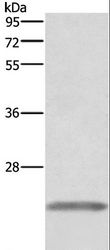 GH / Growth Hormone Antibody - Western blot analysis of Human placenta tissue, using GH1 Polyclonal Antibody at dilution of 1:500.