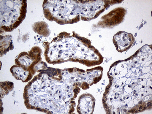 GH2 Antibody - Immunohistochemical staining of paraffin-embedded Human placenta tissue within the normal limits using anti-GH2 mouse monoclonal antibody. (Heat-induced epitope retrieval by 1mM EDTA in 10mM Tris buffer. (pH8.5) at 120 oC for 3 min. (1:500)